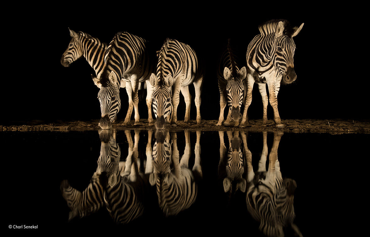 Wildlife Photographer of the Year People's Choice Wildlife Photographer of the Year People's Choice