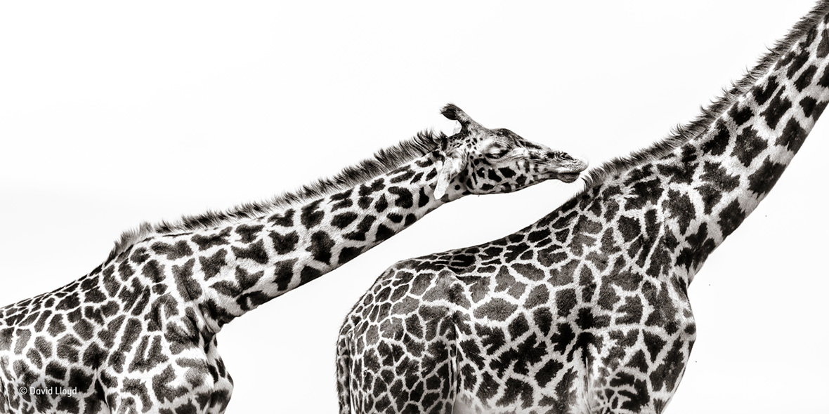 Wildlife Photographer of the Year People's Choice Wildlife Photographer of the Year People's Choice