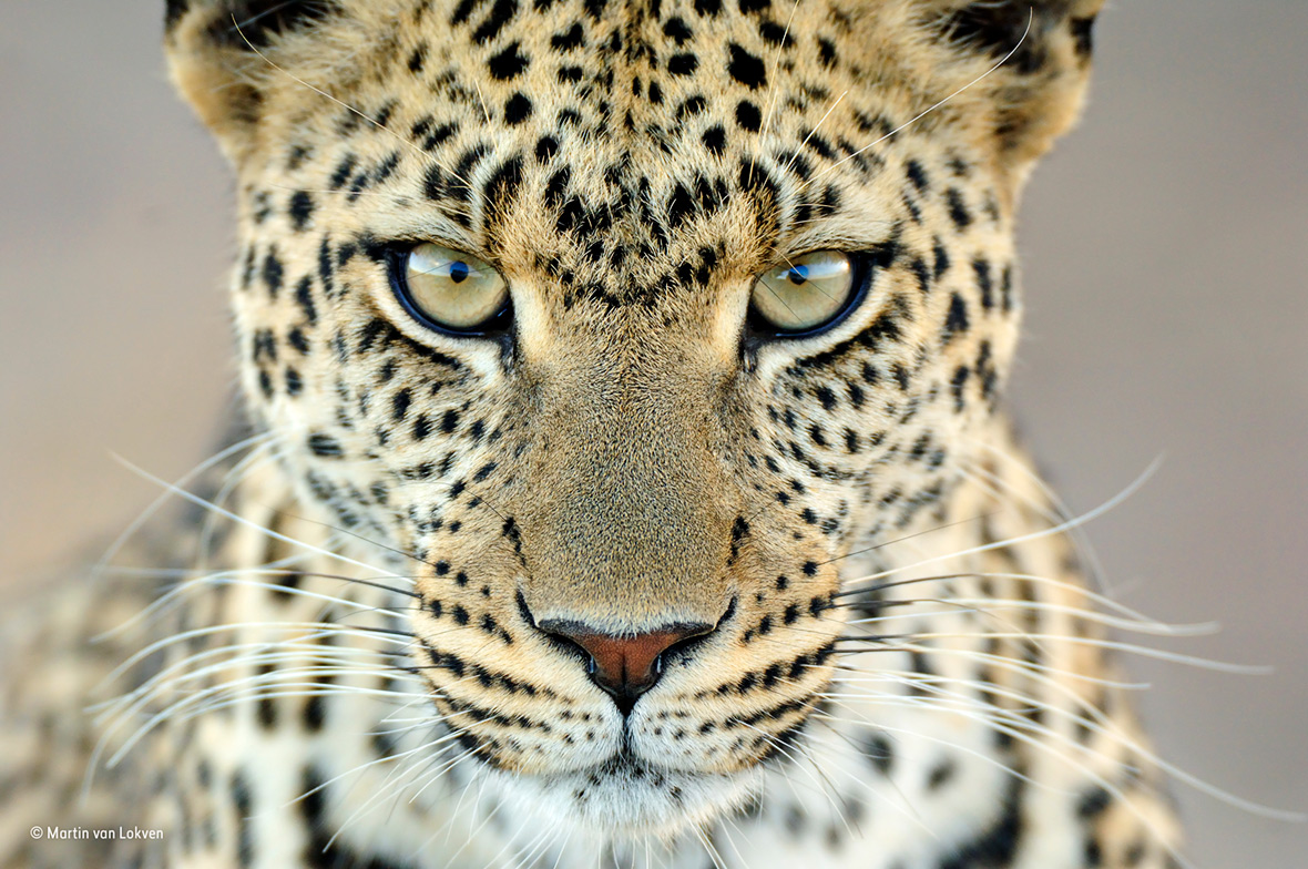 Wildlife Photographer of the Year People's Choice Wildlife Photographer of the Year People's Choice