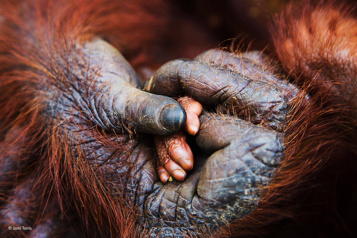 Wildlife Photographer of the Year People's Choice Wildlife Photographer of the Year People's Choice