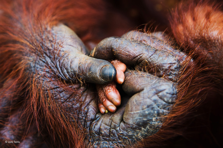 Wildlife Photographer of the Year People's Choice