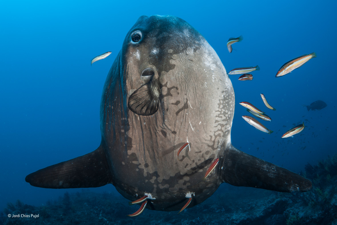 Wildlife Photographer of the Year People's Choice Wildlife Photographer of the Year People's Choice