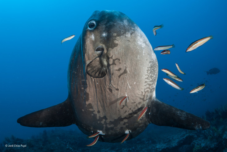 Wildlife Photographer of the Year People's Choice