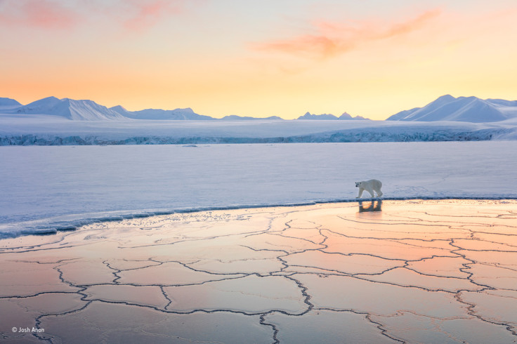 Wildlife Photographer of the Year People's Choice