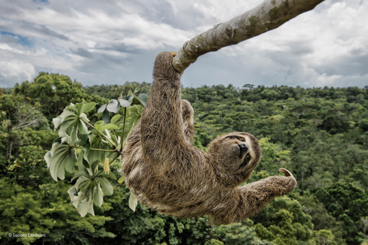 Wildlife Photographer of the Year People's Choice