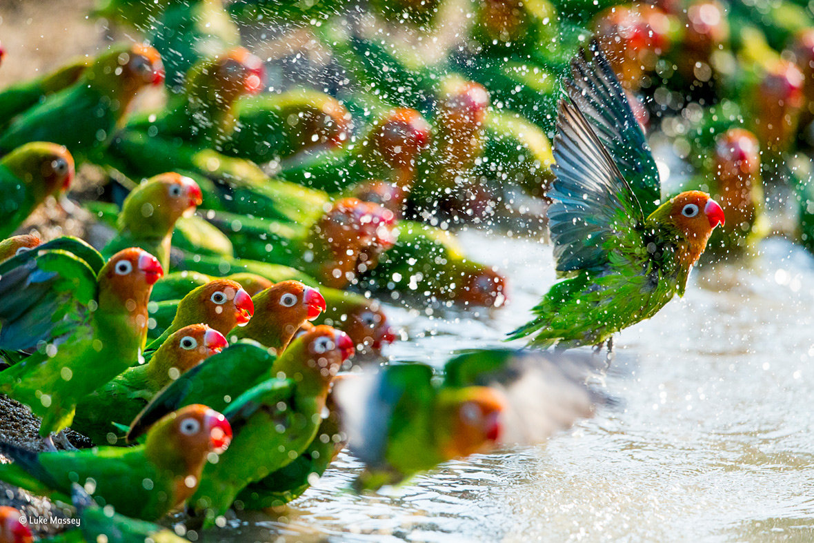 Wildlife Photographer of the Year People's Choice Wildlife Photographer of the Year People's Choice