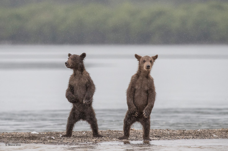 Wildlife Photographer of the Year People's Choice