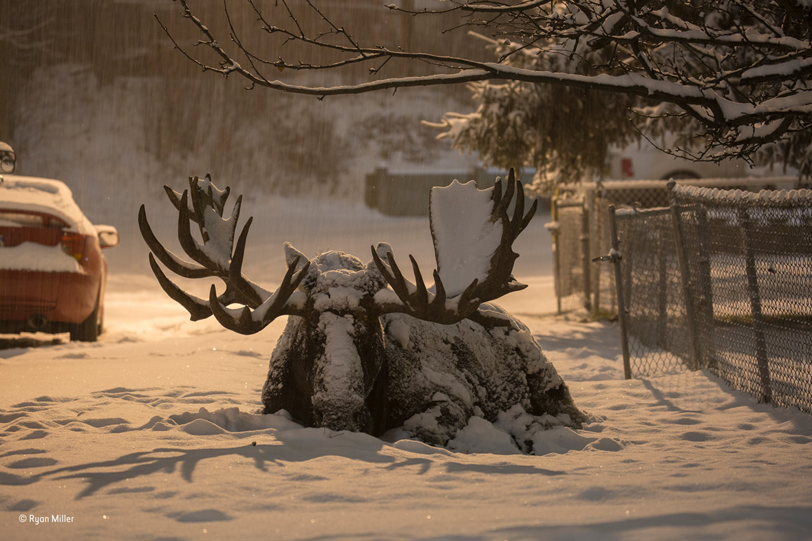 Wildlife Photographer of the Year People's Choice Wildlife Photographer of the Year People's Choice