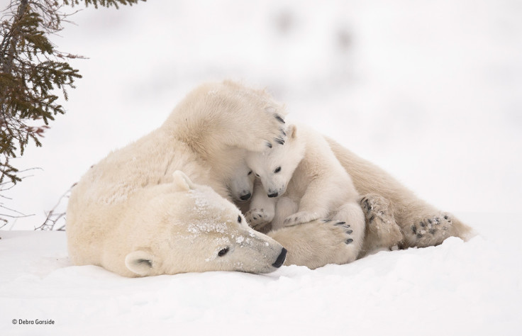 Wildlife Photographer of the Year People's Choice