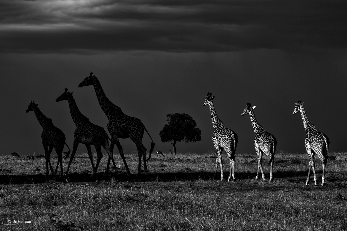 Wildlife Photographer of the Year People's Choice Wildlife Photographer of the Year People's Choice