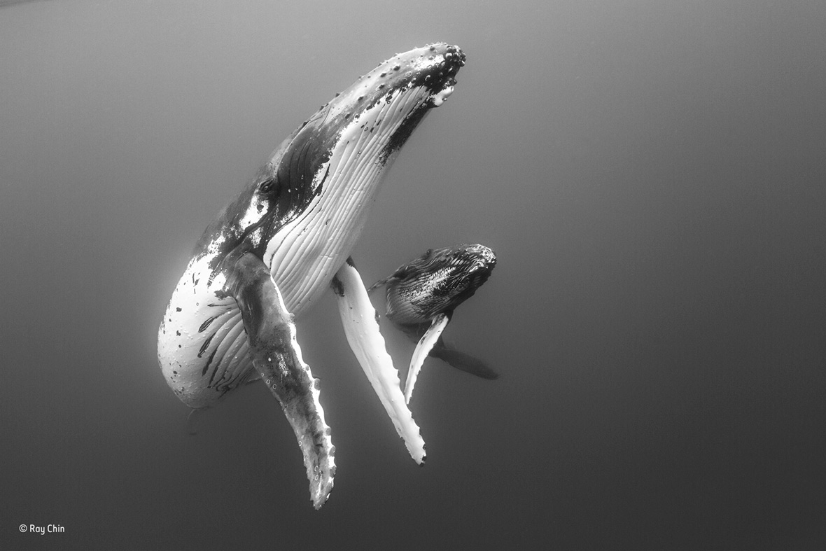 Wildlife Photographer of the Year People's Choice Wildlife Photographer of the Year People's Choice