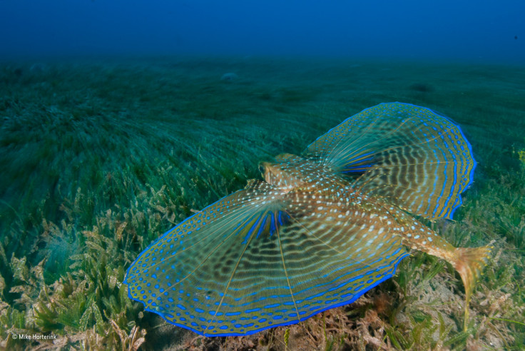 Wildlife Photographer of the Year People's Choice