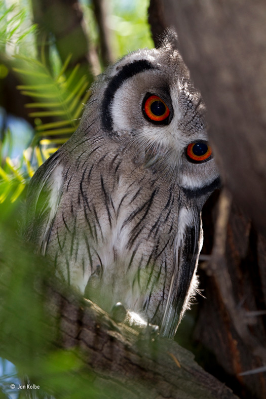 Wildlife Photographer of the Year People's Choice Wildlife Photographer of the Year People's Choice