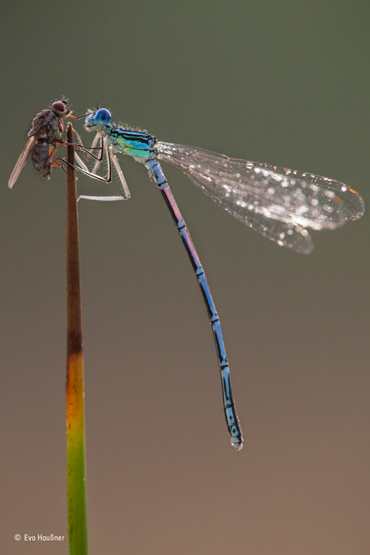 Wildlife Photographer of the Year People's Choice Wildlife Photographer of the Year People's Choice