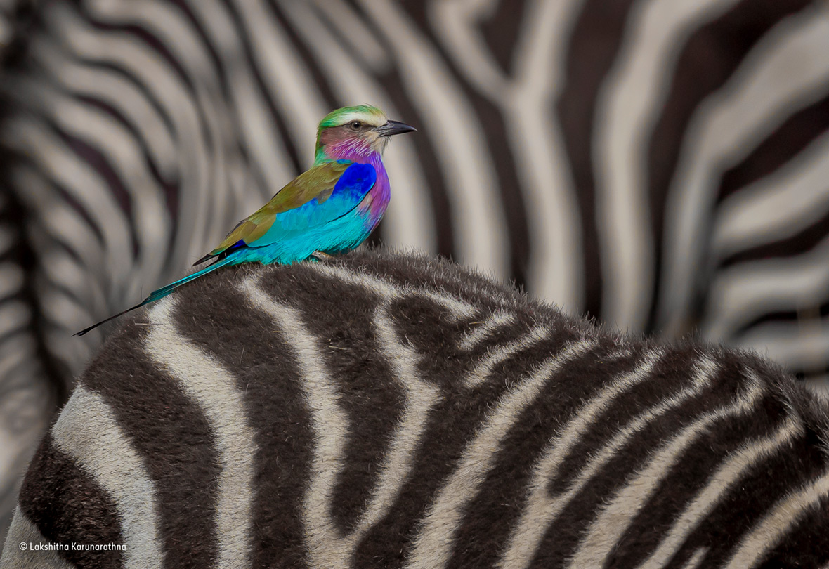 Wildlife Photographer of the Year People's Choice Wildlife Photographer of the Year People's Choice