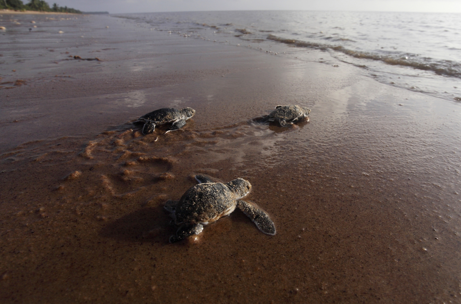 Climate Change Is Turning Green Sea Turtles In The Great Barrier Reef 