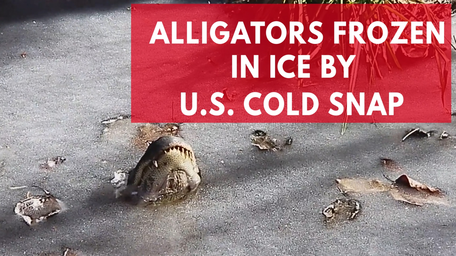 Watch huge alligators frozen solid in water because of icy weather in
