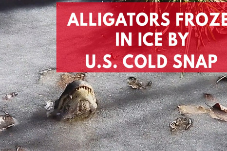  Alligators Frozen In Ice By U.S. Cold Snap