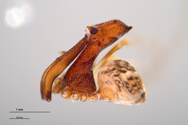 Pelican Spider