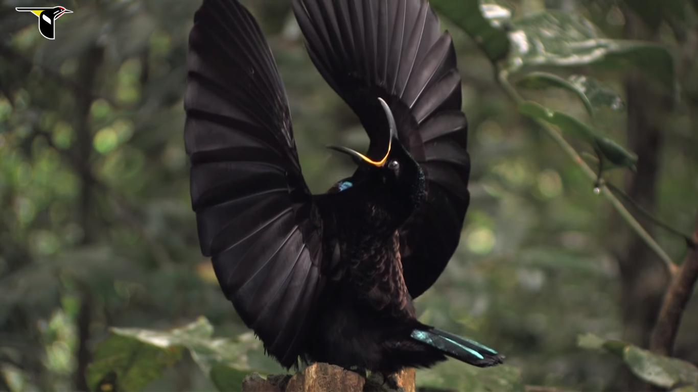 Super Black Bird Of Paradise Feathers Are So Stunningly Dark They Absorb 9996 Of Light Here 8465