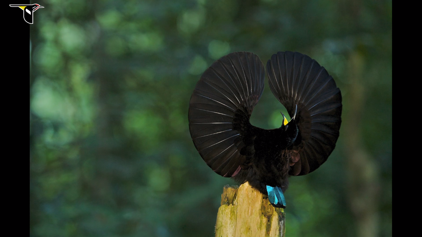 Super Black Bird Of Paradise Feathers Are So Stunningly Dark They