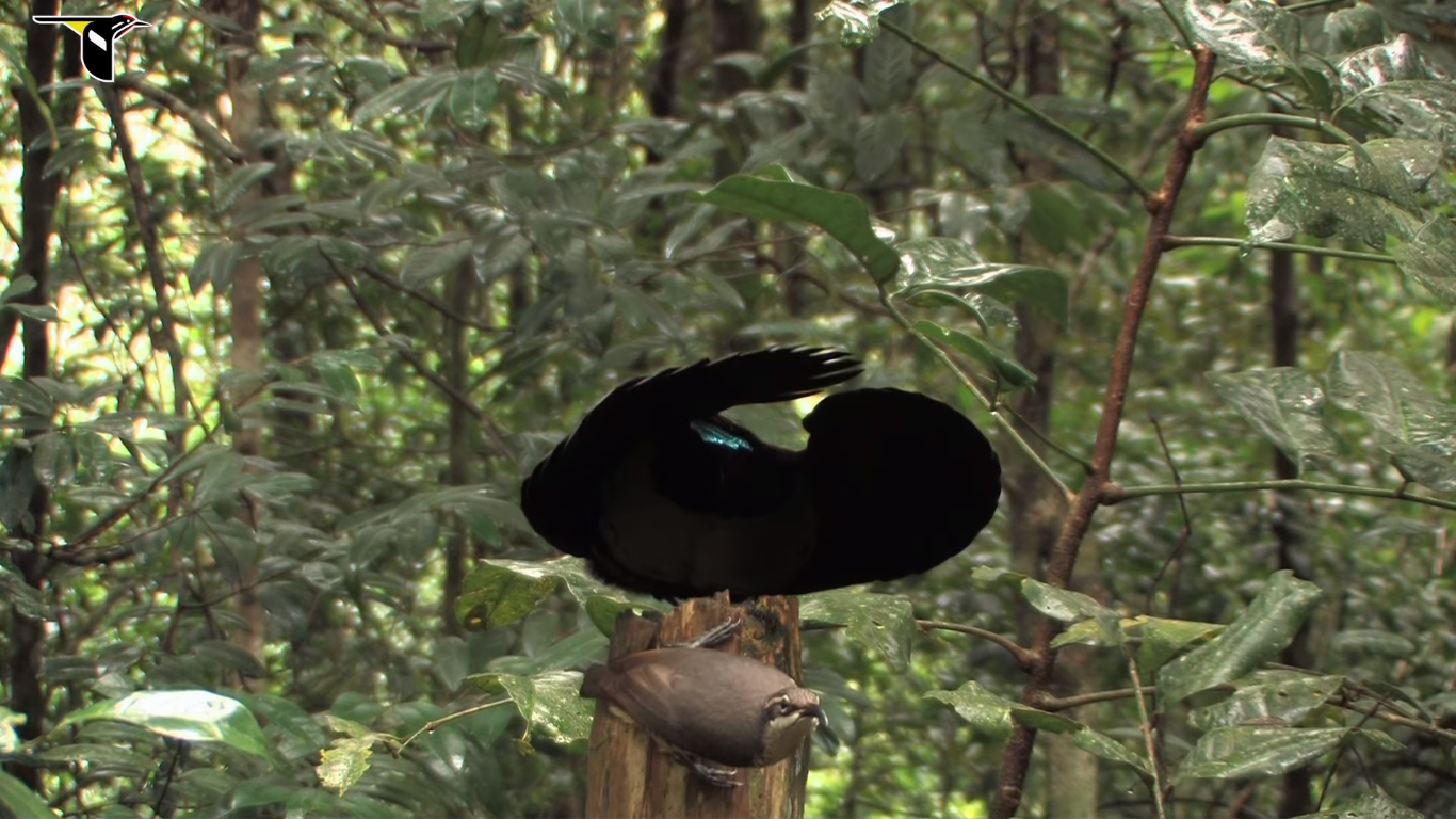 Superblack bird of paradise feathers are so stunningly dark they
