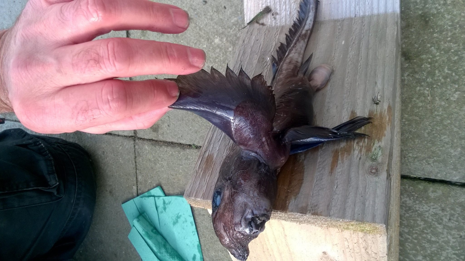 Chimera fish
