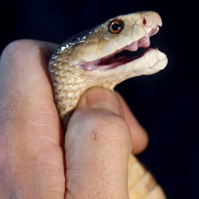 Coastal Taipan snake