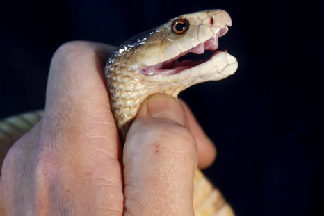 Coastal Taipan snake