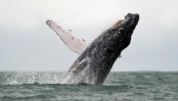 Humpback whale