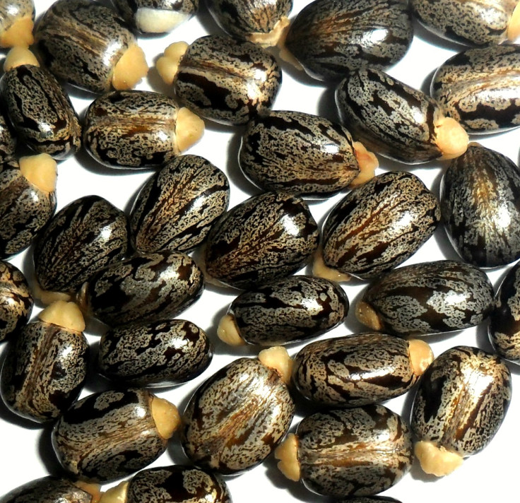 Castor oil seeds