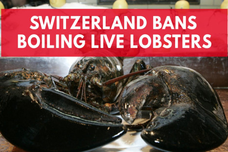 Switzerland Bans Citizens From Boiling Lobsters Alive