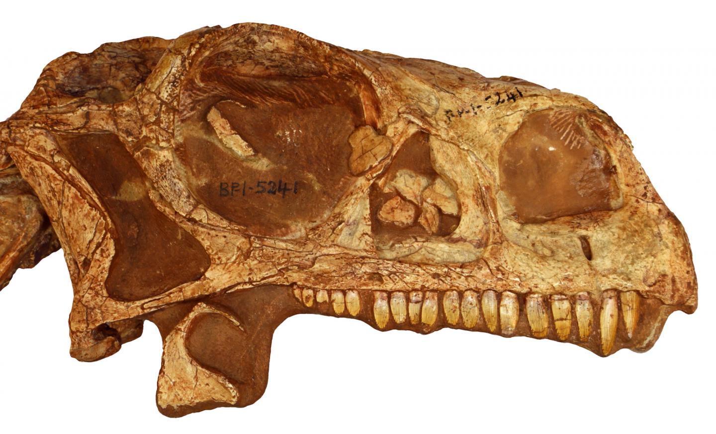 Palaeontology at home: You can now 3D print a 200-million-year-old ...