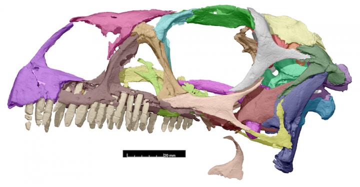 Dinosaur fossil 3D reconstruction