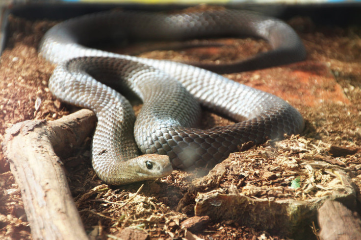 Eastern Brown snake