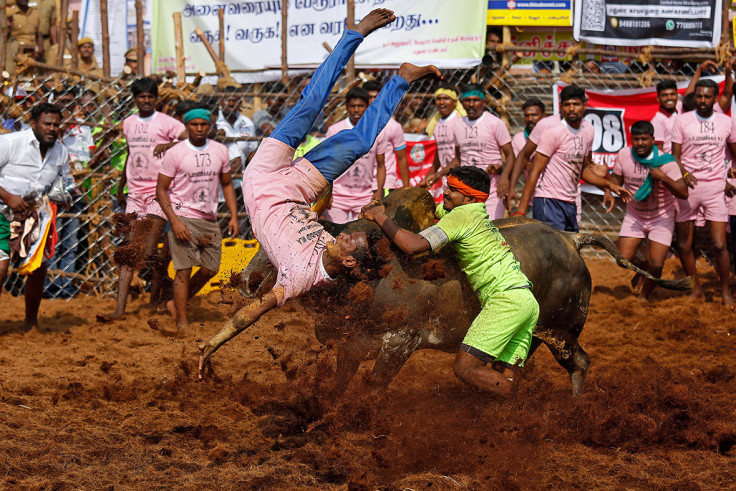 Jallikattu Palamedu