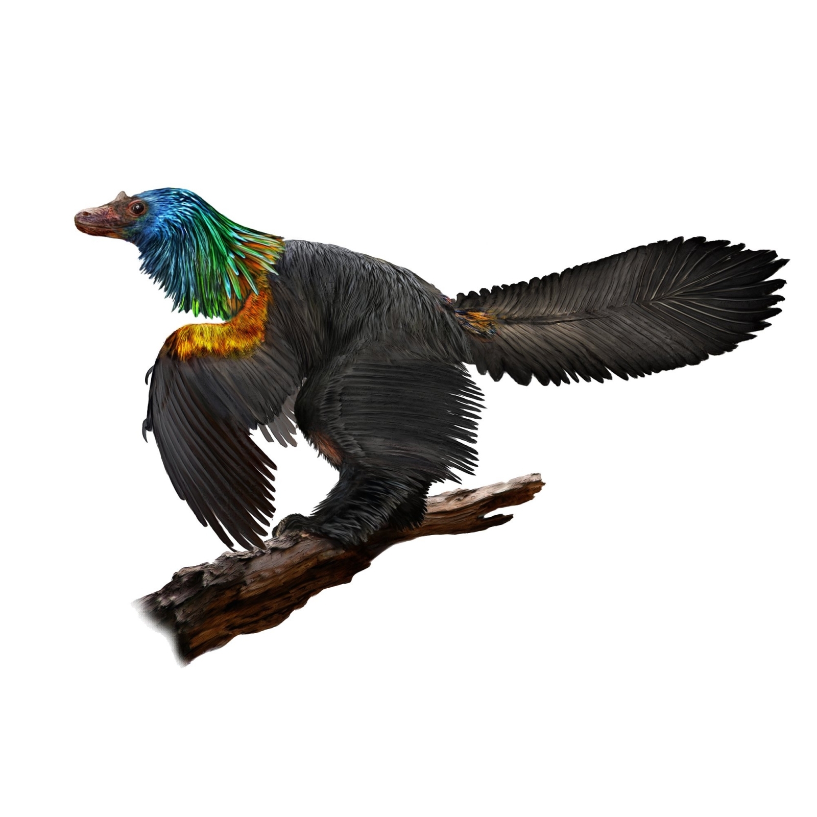 Rainbow-coloured dinosaur the size of a duck discovered in China ...