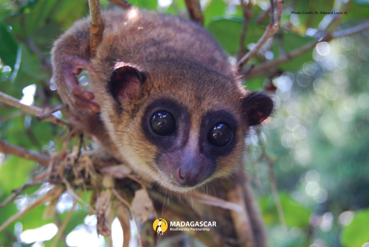 New lemur species