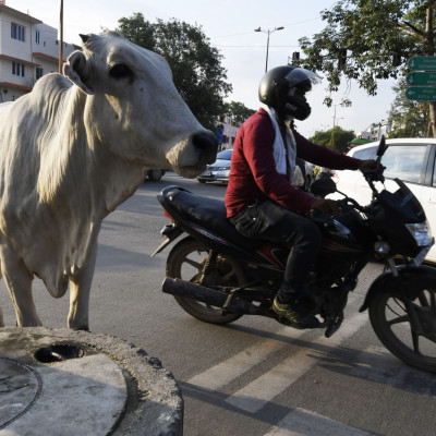 Cows are free to wonder through towns and villages, and steps to protect them from harm have stepped up under the ruling Hindu nationalist Bharatiya Janata Party (BJP)
