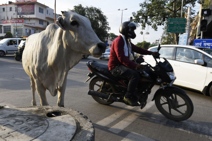 Cows are free to wonder through towns and villages, and steps to protect them from harm have stepped up under the ruling Hindu nationalist Bharatiya Janata Party (BJP)