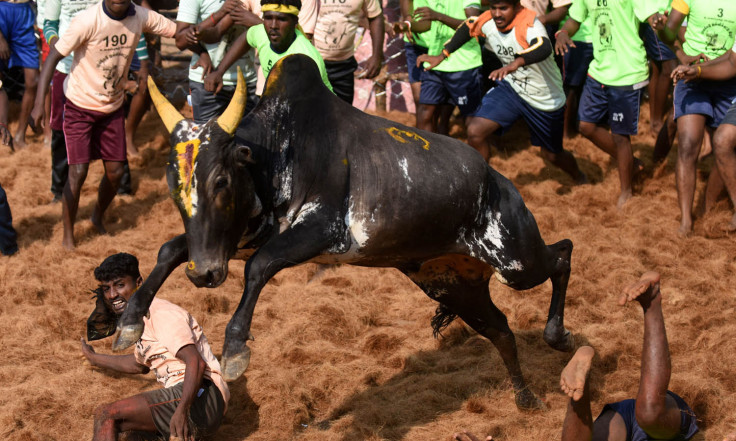 Jallikattu