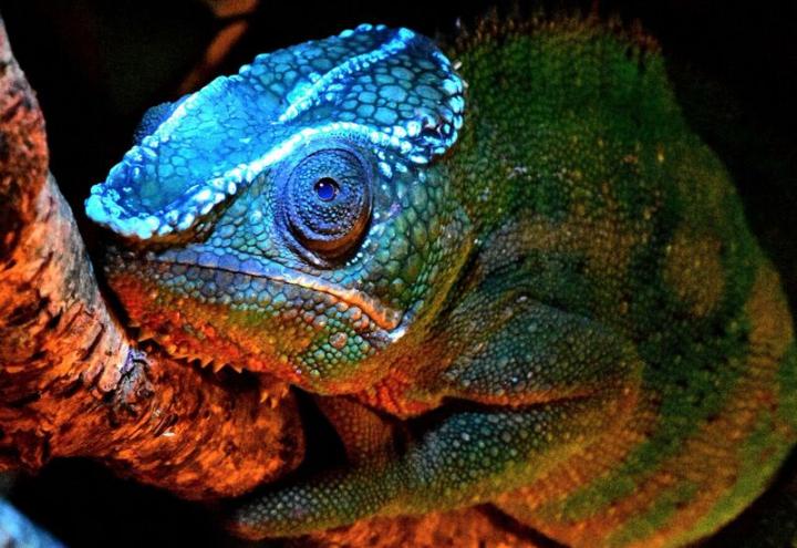Fluorescent pattern of chameleon Fluorescent pattern of chameleon