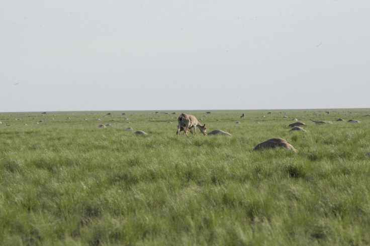 Saiga antelope