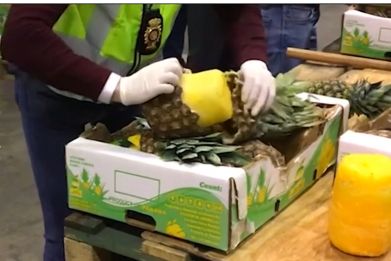 Police opening fake pineapples filled with cocaine