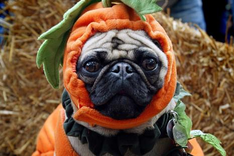 Dog in a pumpkin outfit