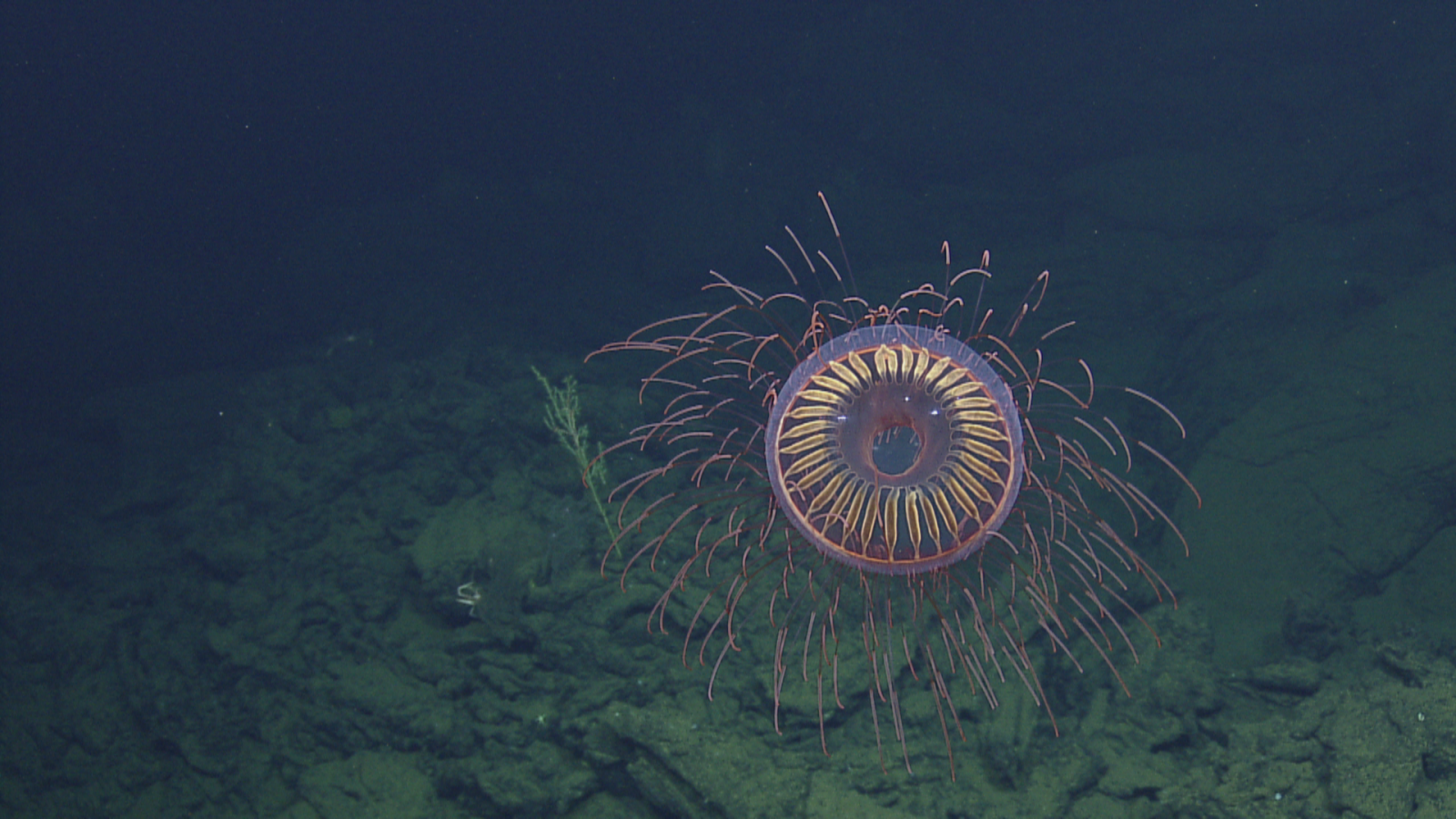 Watch this stunning video of a firework jellyfish and vampire squid