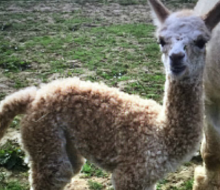 Alpaca murder buckinghamshire