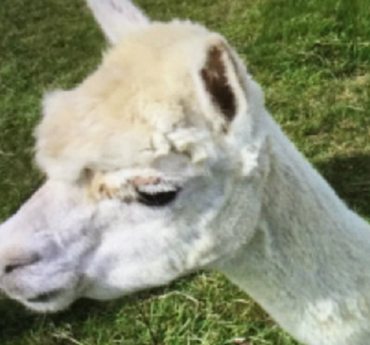 Alpaca murder buckinghamshire