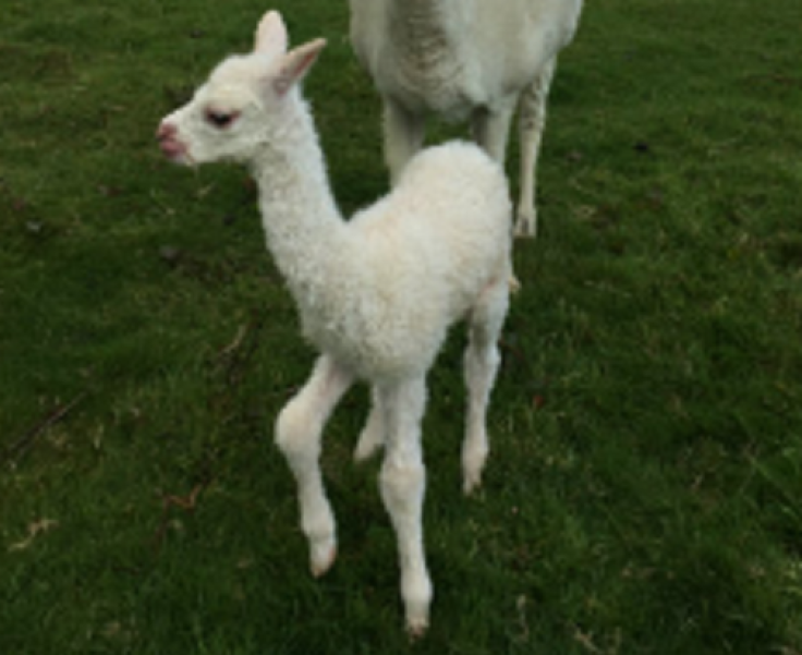 Alpaca murder buckinghamshire