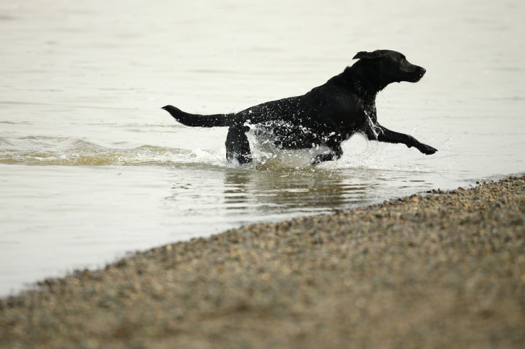 Dog in river